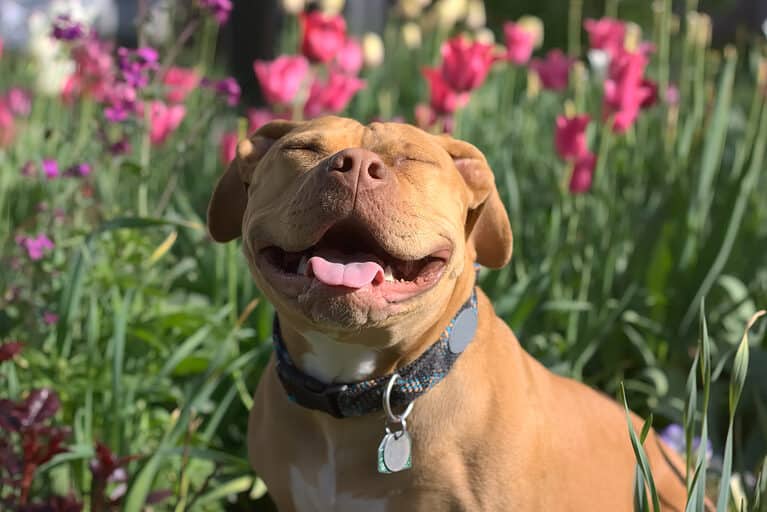 A Smiling Red Nose Pit Bull
