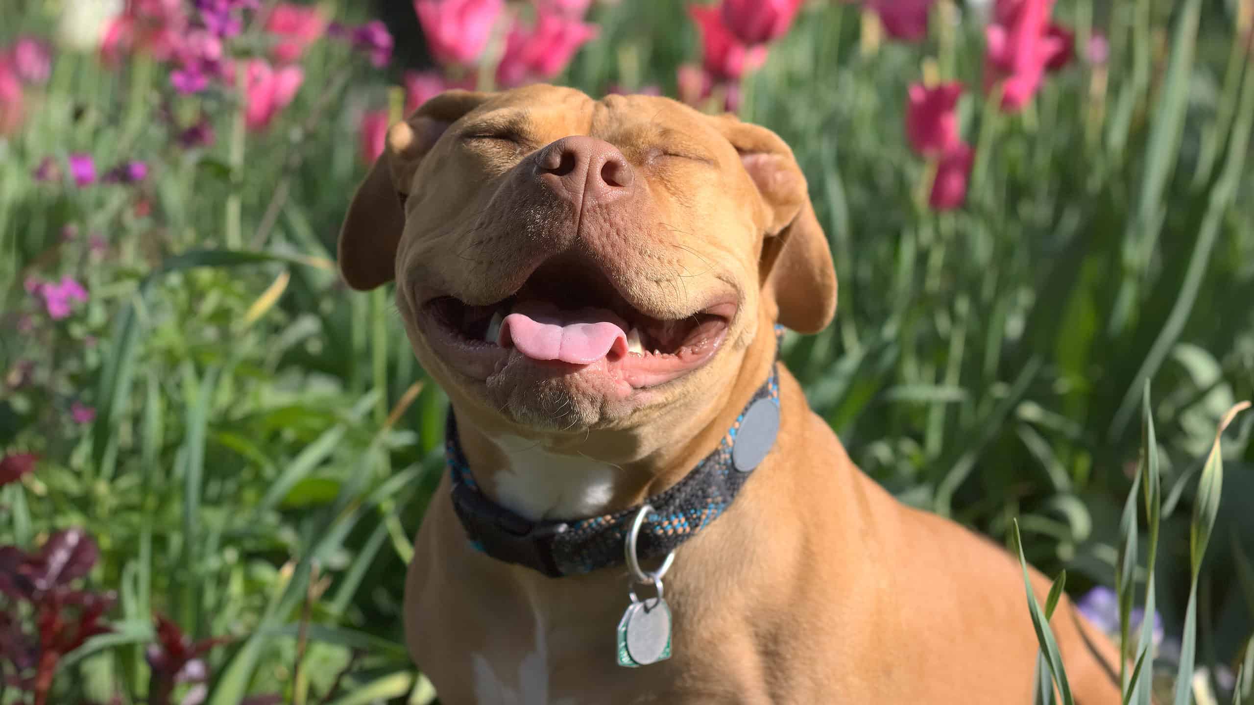 A Smiling Red Nose Pit Bull