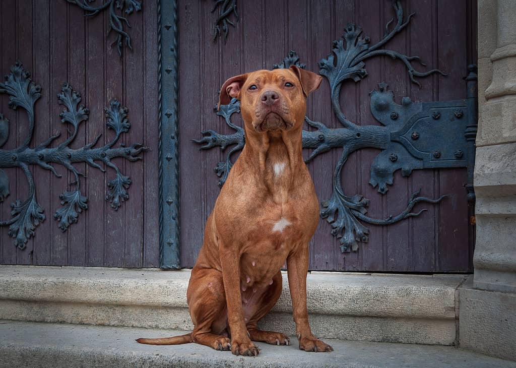 A Red Nose Pit Bull in seated in front of a large door