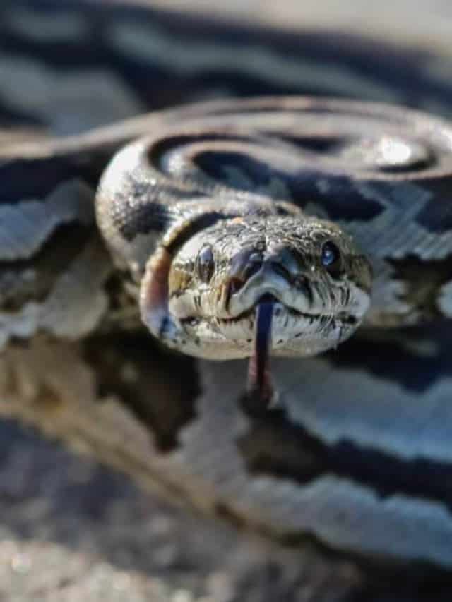 Rock Python vs. Burmese Python How Are They Different Cover image