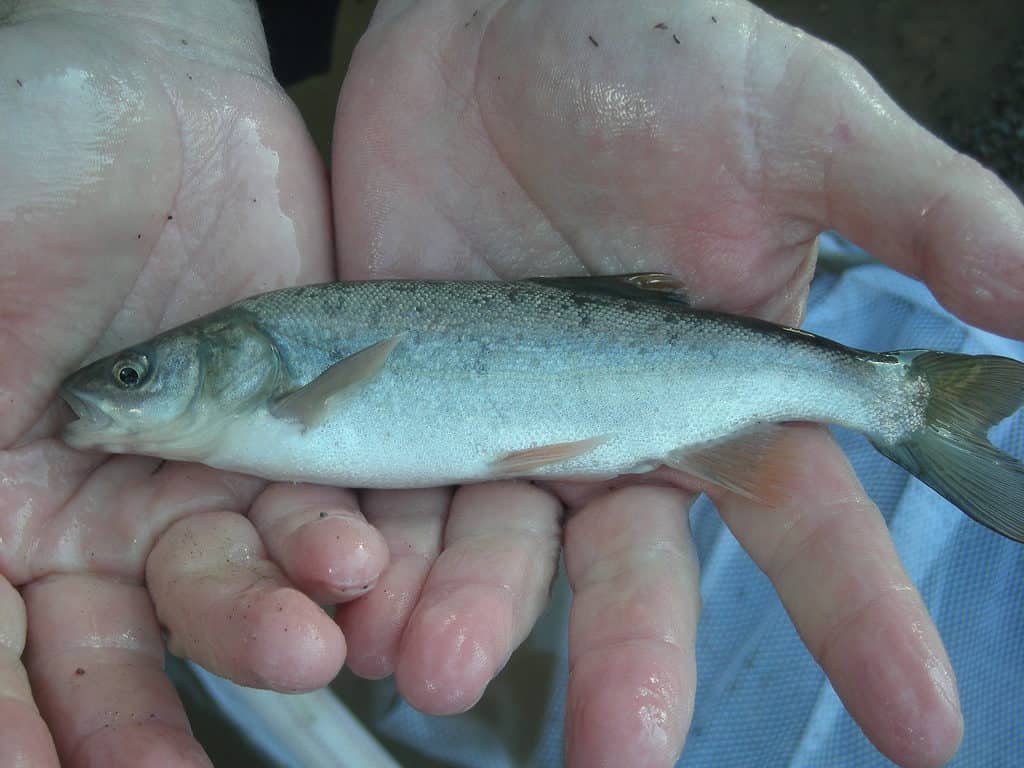 Roundtail Chub