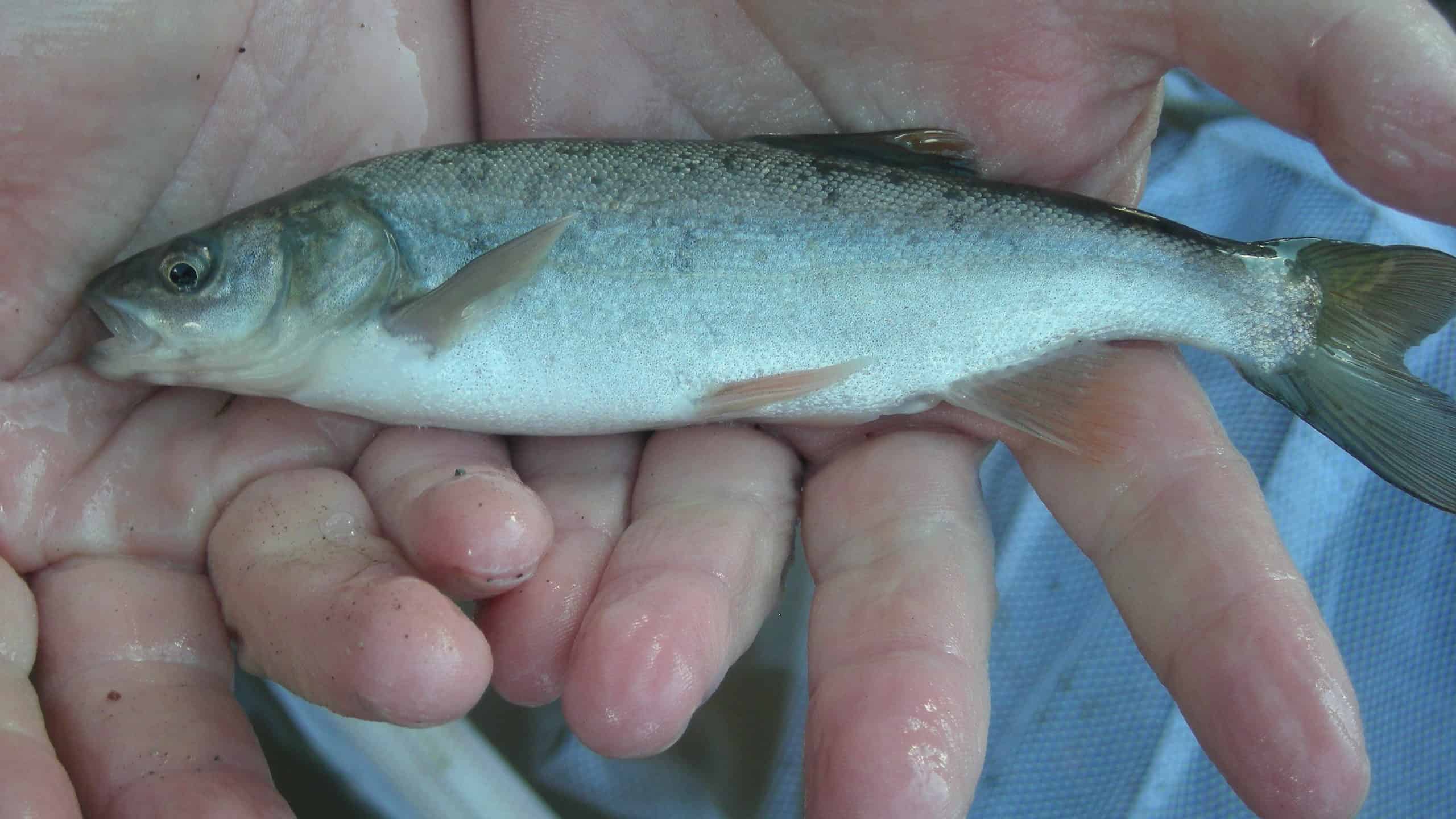 Roundtail Chub