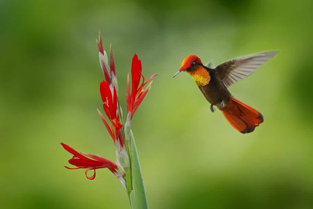 Ruby-Topaz Hummingbird