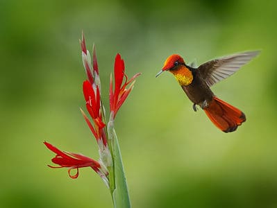 A The Top 12 Best Vines That Attract Hummingbirds