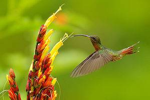 4 Foods You Can Feed Hummingbirds Other than Sugar Water Picture