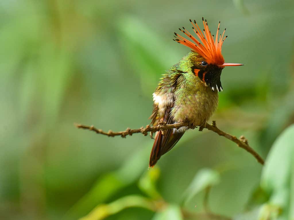 Rufous Crested Coquette