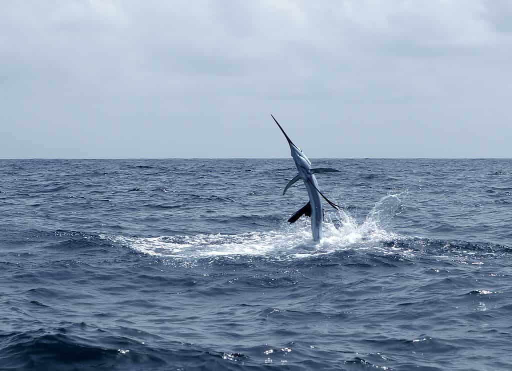 Sailfish Jumping Out of Water