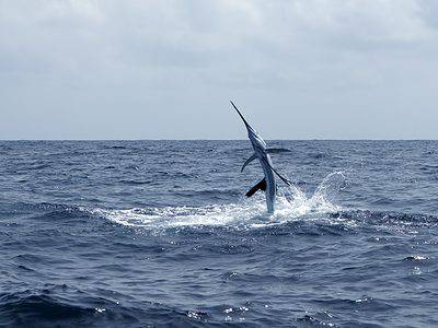 A Sailfish