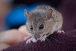 The adorable salt marsh harvest mouse is endangered.