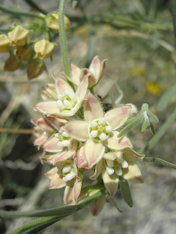 Sarcostemma hirtellum (Funastrum hirtellum) (rambling milkweed, hairy milkweed)