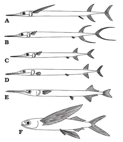 F. Bluntnose flyingfish Prognichthys gibbifrons (Family Exocoetidae)