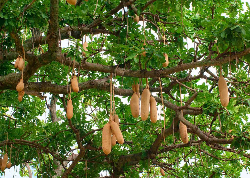 Sausage tree, Fruit, African, Deciduous