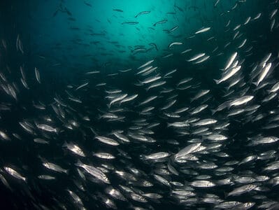 Sea Bass Picture