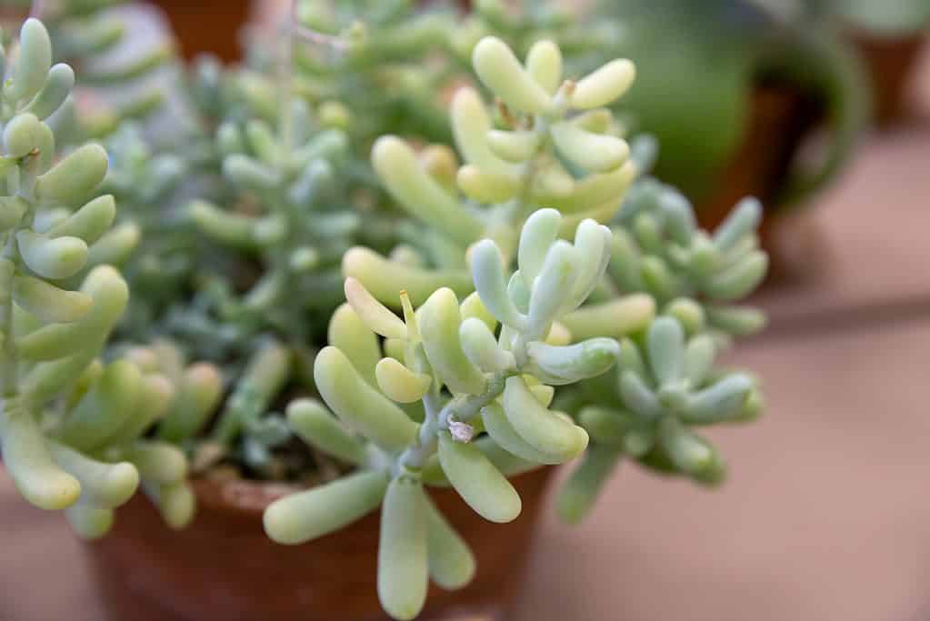 Sedums are succulents that can grow quickly