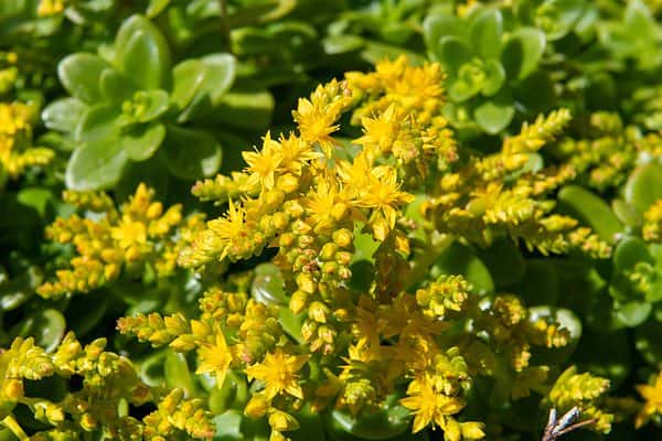 10 Types of Sedum Succulents - A-Z Animals