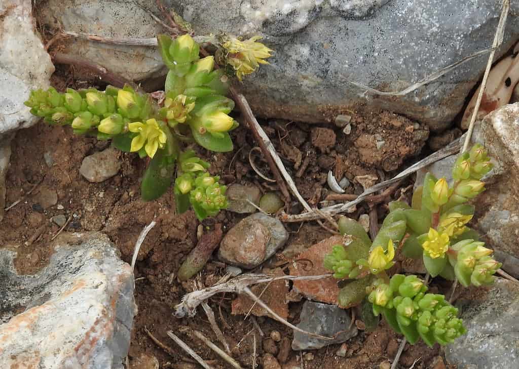 Sedum litoreum