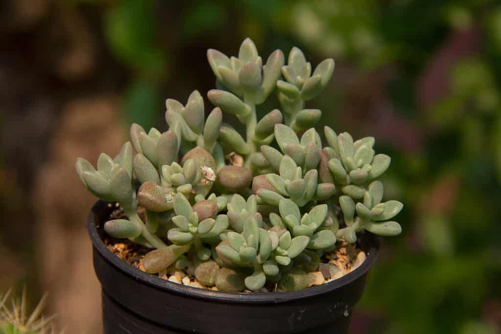 Sedum mocinianum