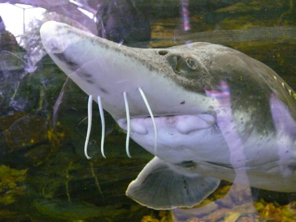 Chinese sturgeon