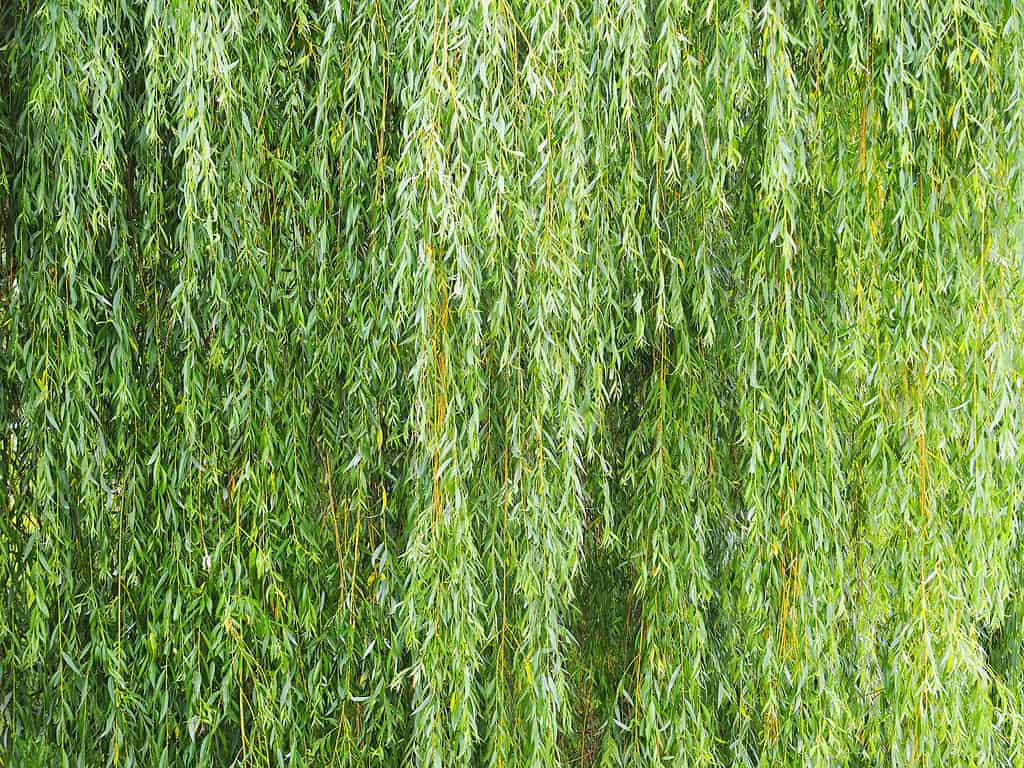 weeping willow foliage