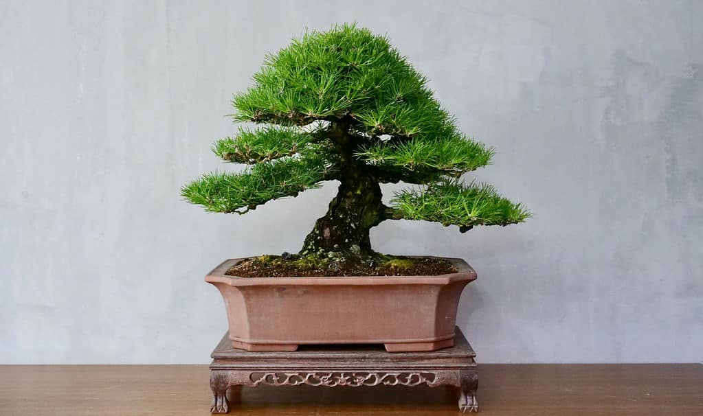 Japanese black pine bonsai