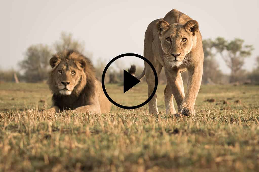 Lion with Video Play Button