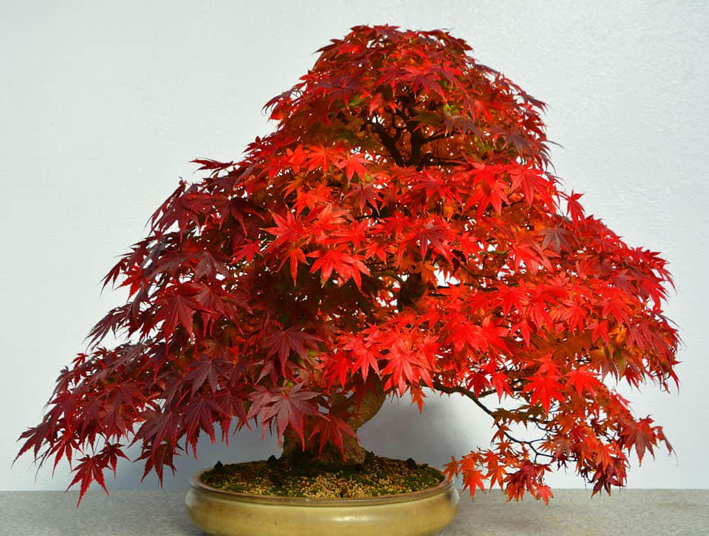 japanese maple bonsai tree in fall