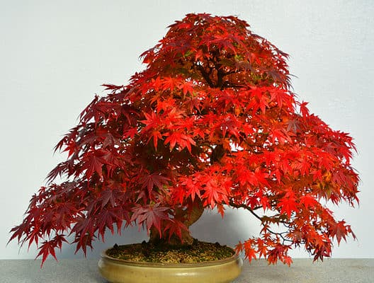 Japanese Maple Bonsai Tree - A-Z Animals