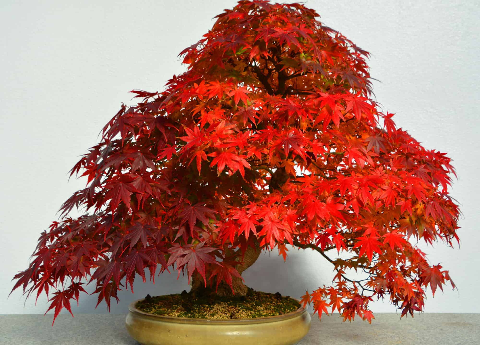 Japanese Maple Bonsai Tree - How to Propagate More - AZ Animals