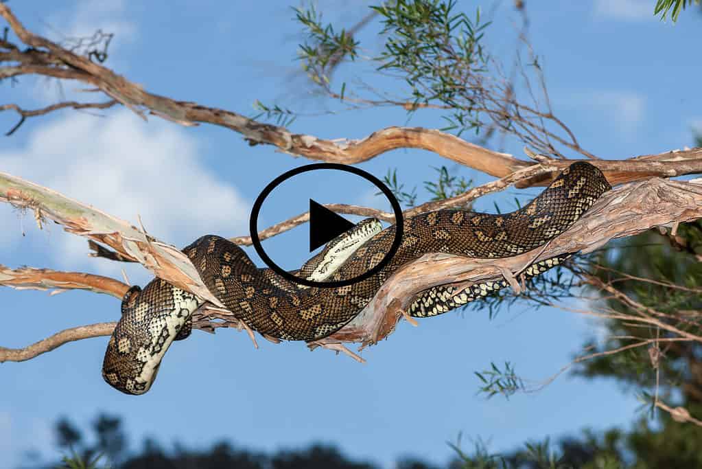 Carpet python on a branch
