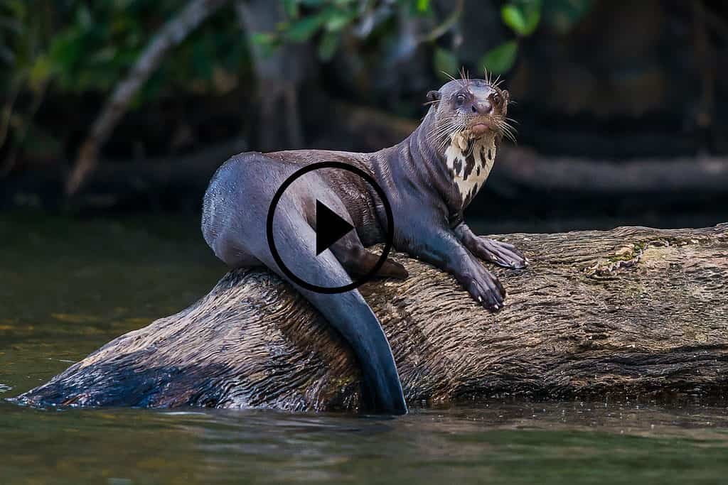 Giant otter on Amazon River