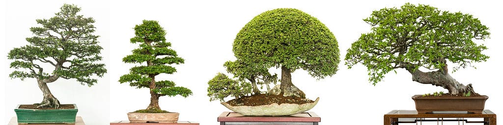 History and Origin of Bonsai Trees
