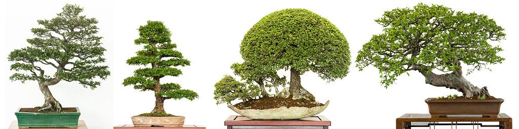 Chinese elm Bonsai tree