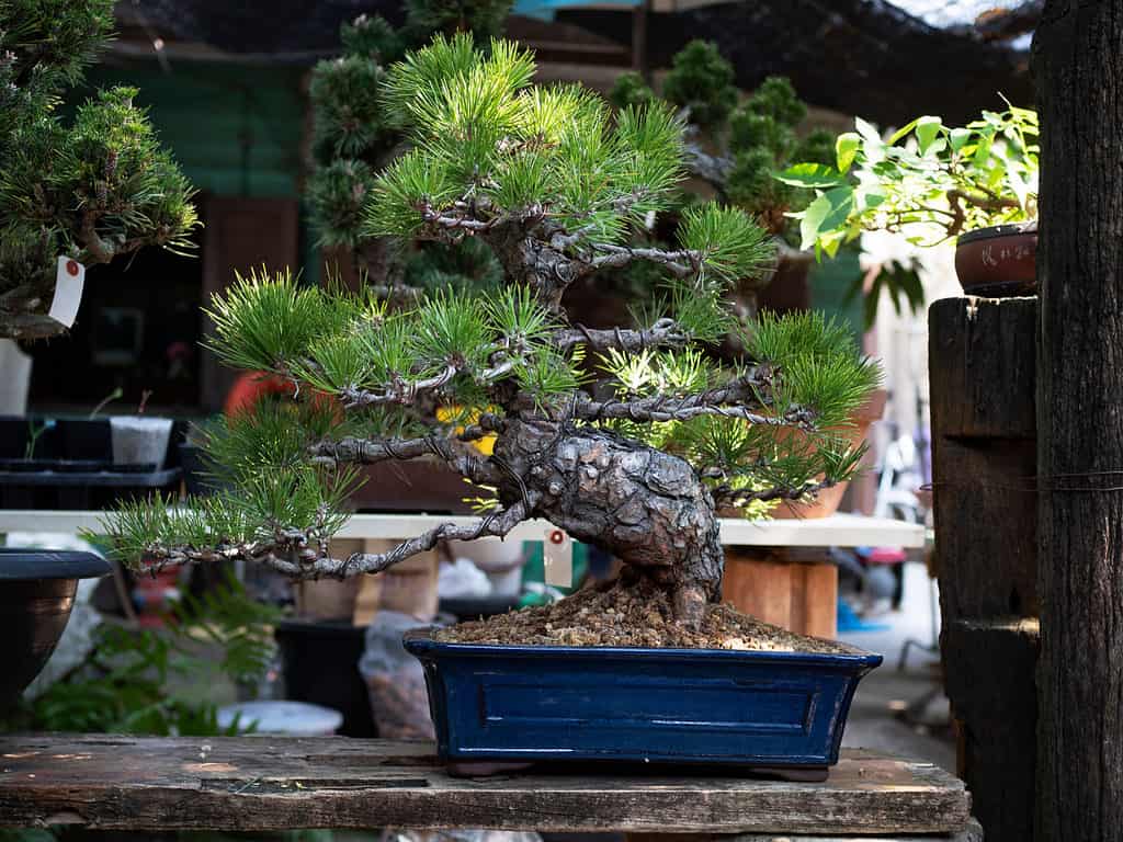 Japanese black pine Bonsai tree