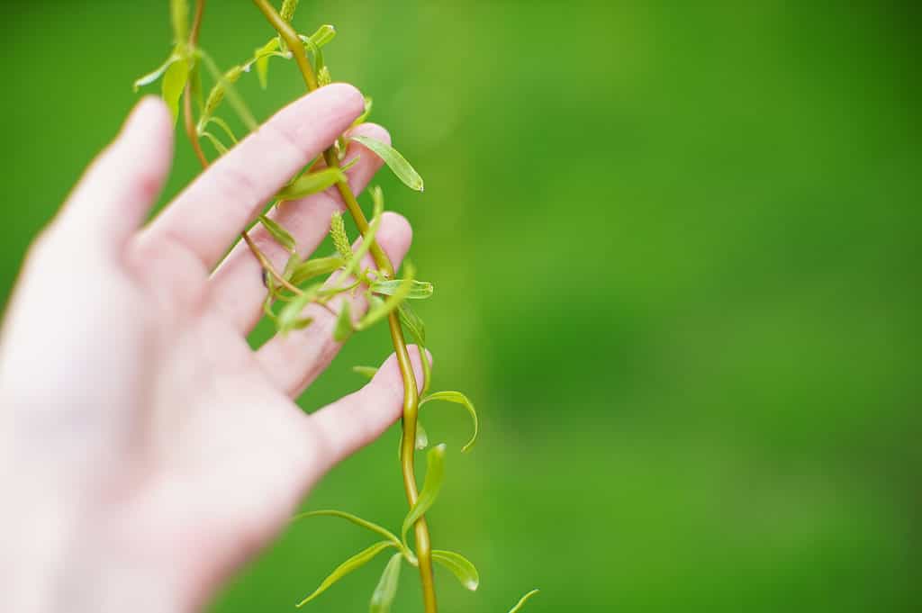 Weeping Willow Species Guide – Bonsai-En