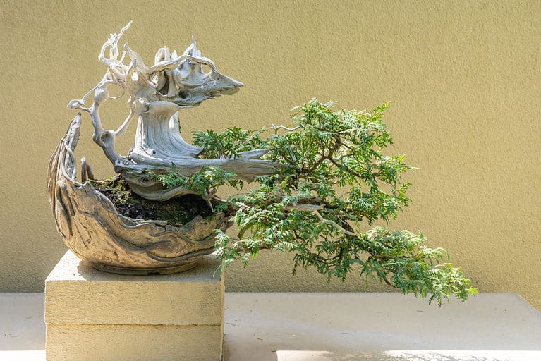 thuja Bonsai tree