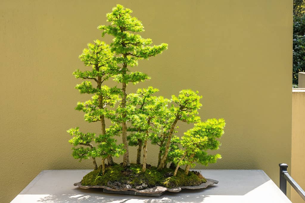 larch bonsai tree