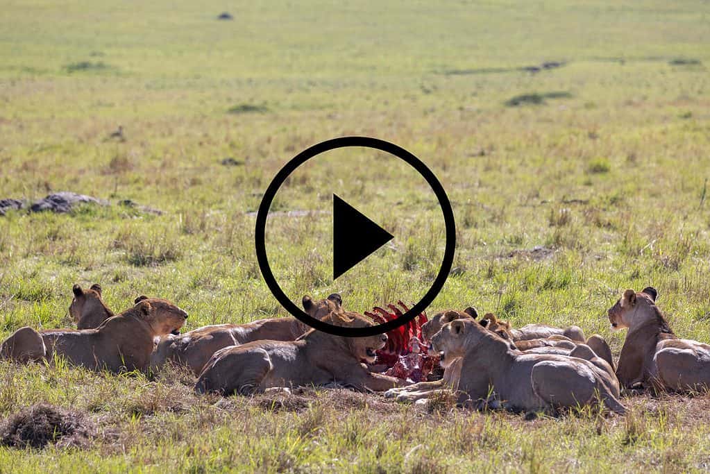 Lion pride feasting on a kill