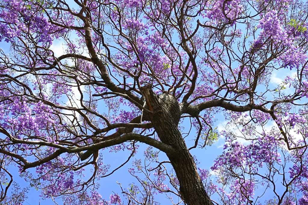 Jacaranda tree in bloom