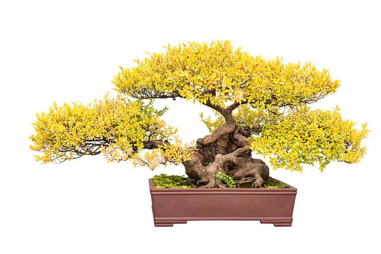 Chinese elm Bonsai tree