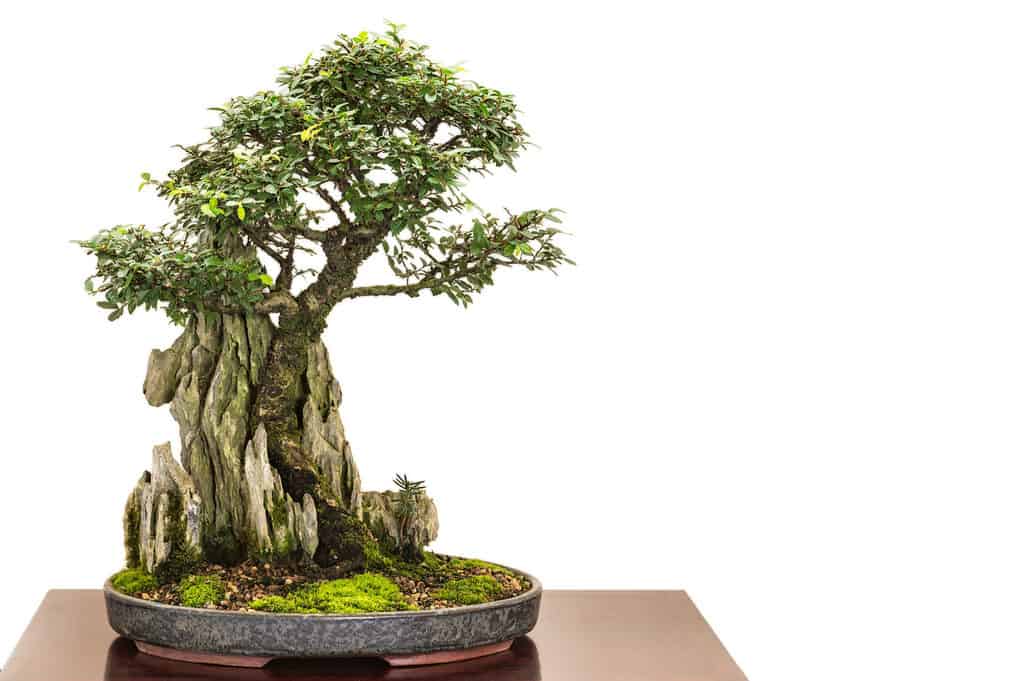 Chinese elm Bonsai tree