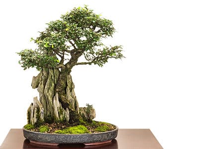 A The History and Origin of Bonsai Trees