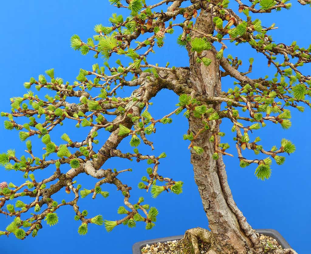 larch bonsai tree