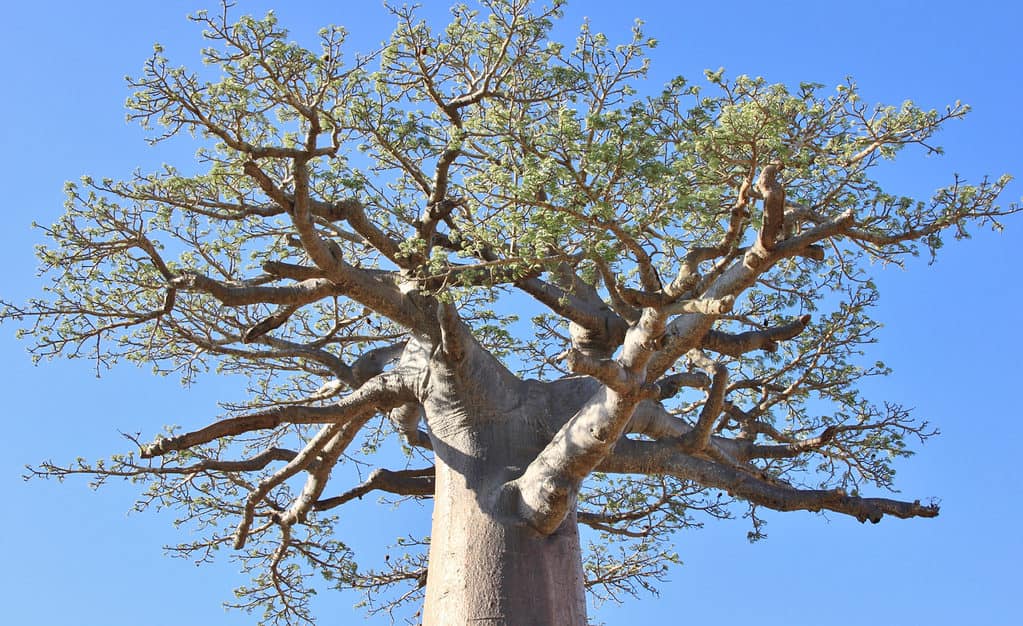 baobab tree