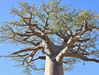 A 6 Incredible Trees That Thrive In the Savana