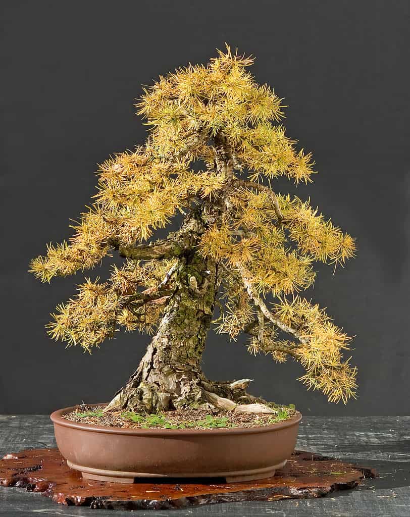 larch bonsai tree