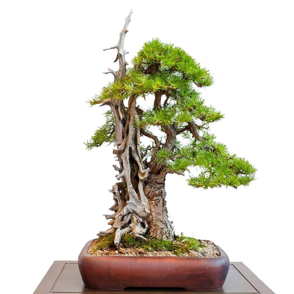 larch bonsai tree