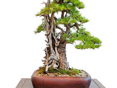 A Bonsai Deadwood: Everything You Need to Know
