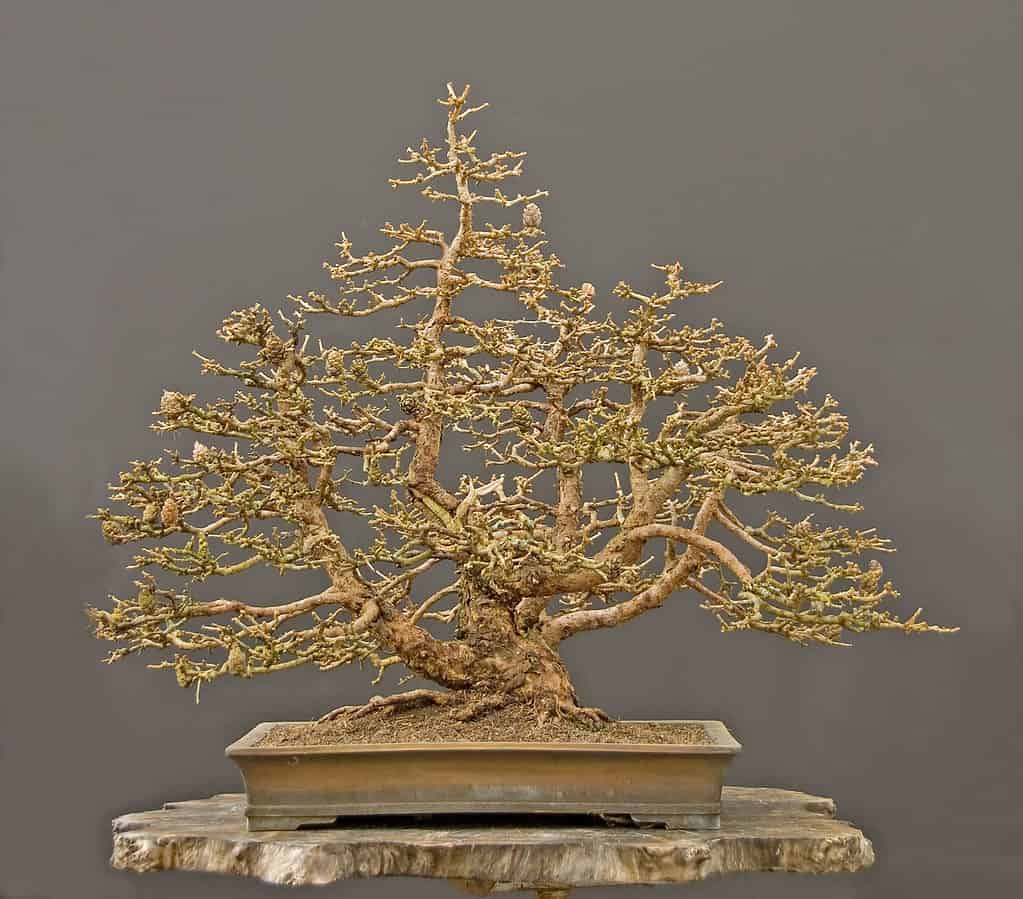 larch bonsai tree