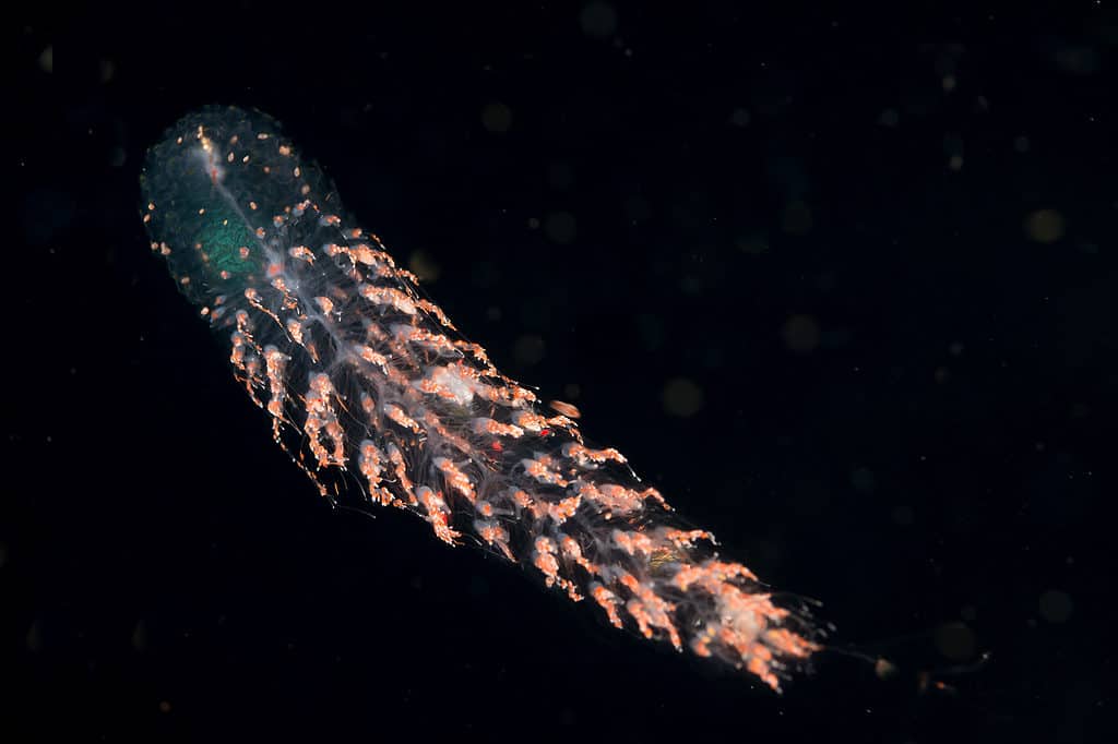 Siphonophore