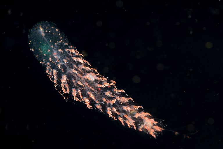 Siphonophore